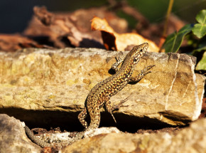 Peru: odkryto nowy gatunek jaszczurki