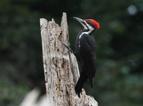 USA: dzięcioł wielkodzioby uznany za wymarły