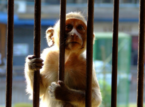 Uganda: małpy zabiły niemowlę