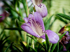 Medycyna naturalna może poprawić leczenie nowotworów