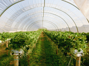 „Inteligentne” szklarnie mogą obniżyć koszty energii elektrycznej