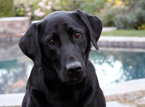 Teksas: zaginiona kobieta z demencją odnaleziona dzięki szczekaniu psa