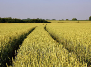 ONZ naciska na władze Rosji, by zezwoliły na eksport ukraińskiego zboża