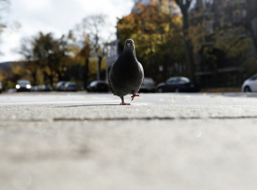 Kraków: przejechał rowerem dwa gołębie. Został zatrzymany