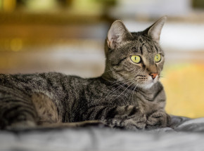 Belgia: 4,4 tys. euro kary dla mężczyzny, który postrzelił kota