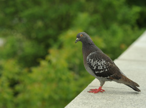 Australia: gołąb przemierzył Pacyfik, teraz grozi mu uśmiercenie z obawy przed chorobami