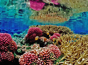Koralowcom Morza Czerwonego grozi katastrofa ekologiczna