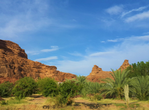 Arabia Saudyjska planuje zasadzić 10 mld drzew na pustyni, by walczyć z emisją CO2