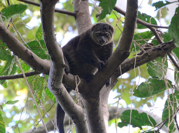Chiny: szczyt ONZ ws. bioróżnorodności