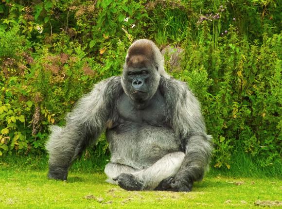 USA: stwierdzono obecność SARS-CoV-2 u goryli w zoo
