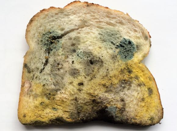 Pleśń - jeść czy nie jeść?