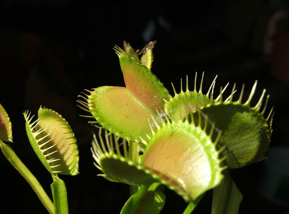 Natura i technologia? Powstanie robo-roślin