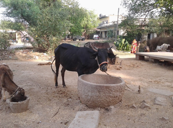 Indie: odbędzie się ogólnokrajowy test wiedzy o krowach