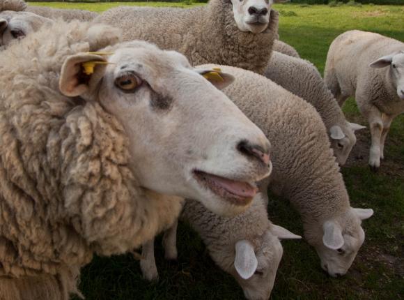 Hodował owce na terenie nieruchomości w Warszawie - kasacja RPO na korzyść obwinionego