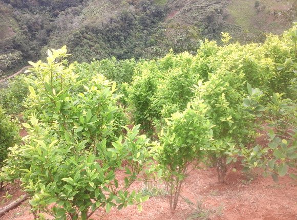 Honduras: spalono około 40 tysięcy krzewów koki