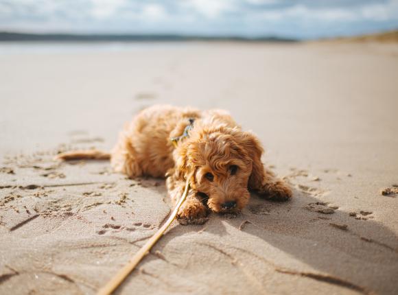 RPO: zakaz wyprowadzania psów na plaże jest sprzeczny z prawem