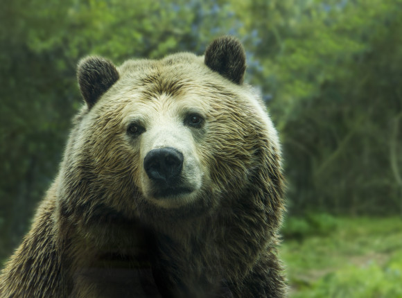 Montana: niedźwiedź zabił rowerzystę
