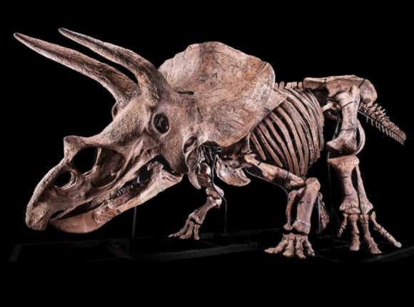 Paryż: sprzedano największy na świecie szkielet triceratopsa 
