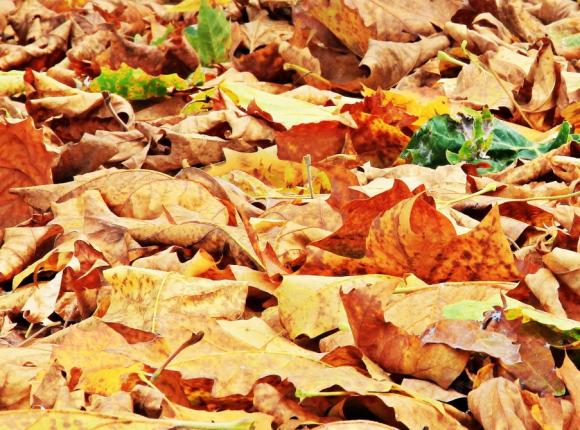 Mazowsze: dmuchawy do liści zakazane