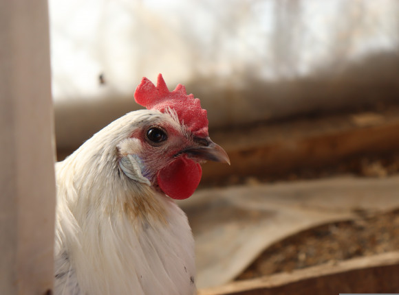 Austria: 18 tys. brojlerów kurzych padło wskutek uduszenia