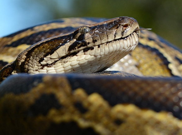 Australia: pyton zaatakował 5-latka