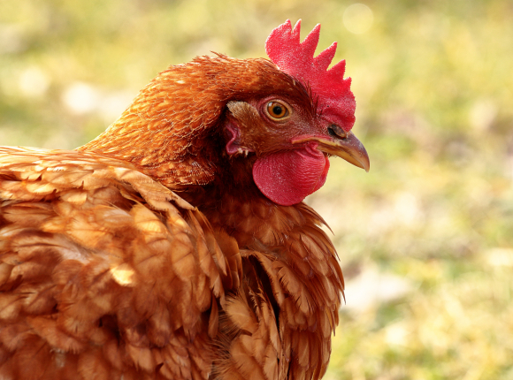 Ptasia grypa w Polsce: do uśmiercenia jest ponad 113 tys. sztuk drobiu