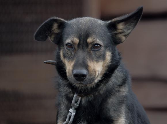 Wielkopolska: śledztwo w sprawie głodzenia zwierząt i aktów zoofilskich