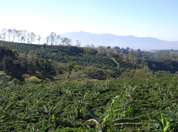 Miazga kawowa przyspiesza regenerację lasów tropikalnych