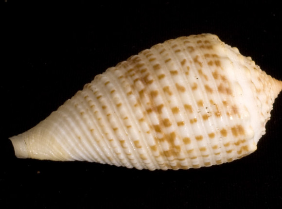 Czy jad ślimaka morskiego może zastąpić morfinę?