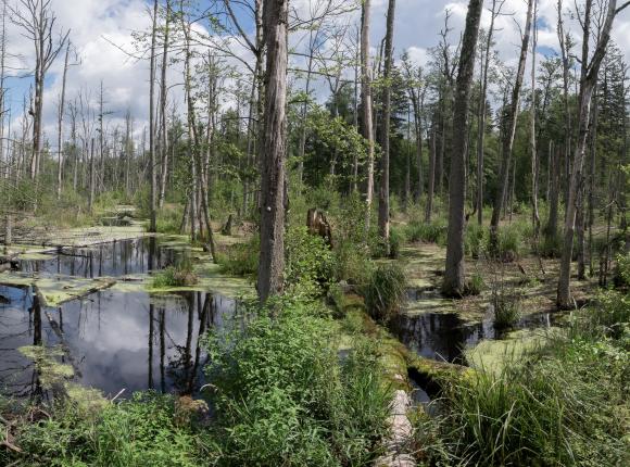 Polska wznowi wycinkę lasów na terenach Puszczy Białowieskiej