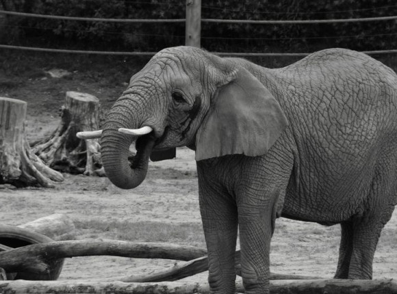 Rola współczesnych zoo. Edukacja, ochrona gatunków i rehabilitacja zwierząt