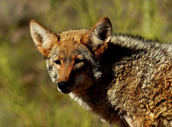 Kanada: władze podjęły decyzję o wybiciu części populacji kojotów