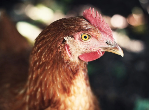 Chiny: pierwszy przypadek rzadkiego szczepu ptasiej grypy u człowieka