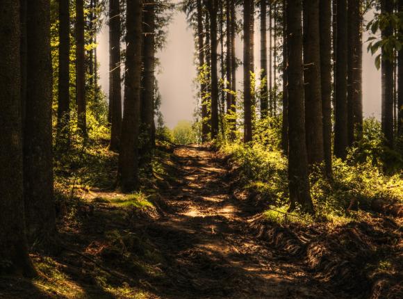 Alarm w lasach! Susza może zatrzymać Polaków przed wejściem do lasu