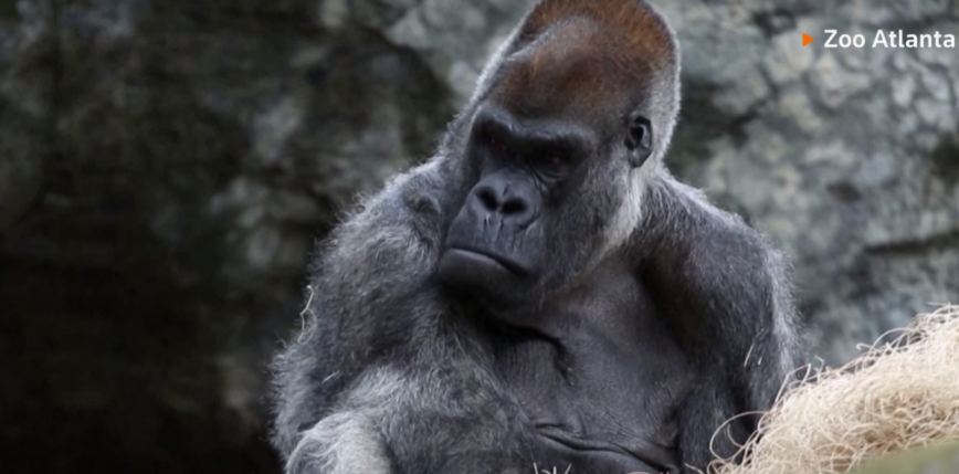 USA: zmarł najstarszy na świecie samiec goryla