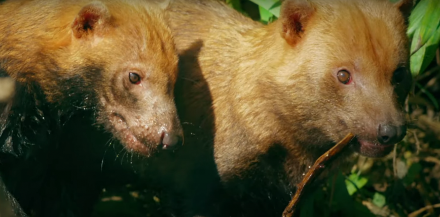 Łódź: pakożery zostaną umieszczone w zoo