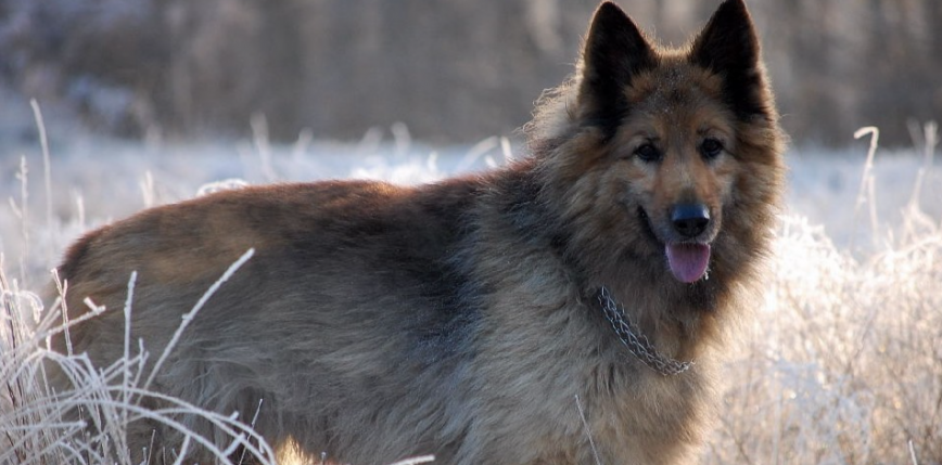 Wyszkolone psy wykrywają zakażenie SARS-CoV-2 w próbkach śliny ludzkiej