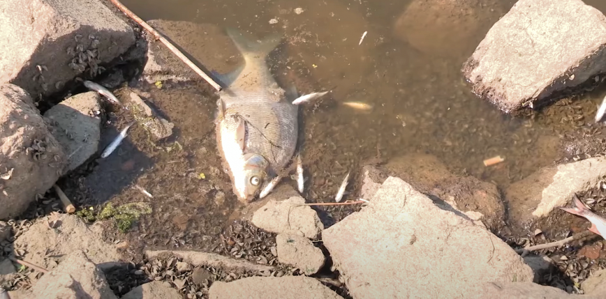 Łódzkie: śnięte ryby w rzece Ner. Wprowadzono całkowity zakaz połowu