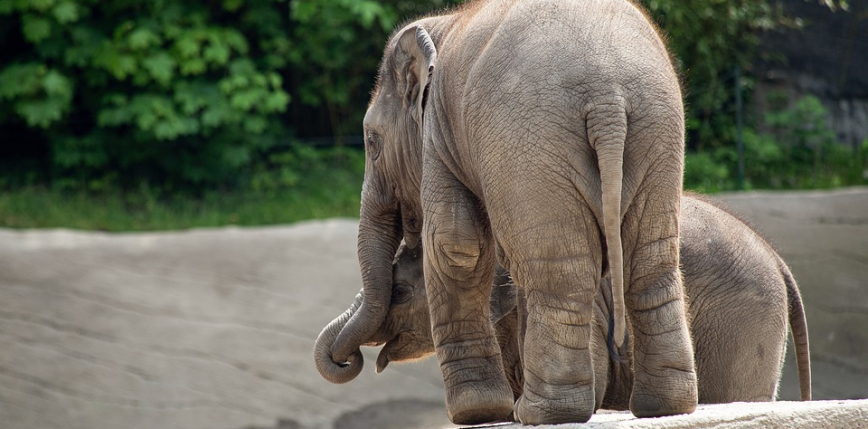 Nie żyje słonica z poznańskiego zoo