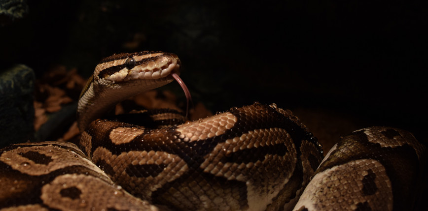 Rosja: wąż ukąsił dziecko w zoo