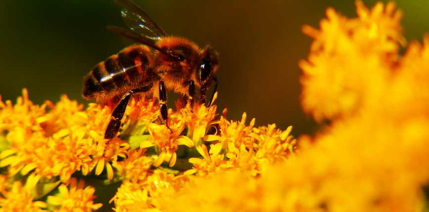 Dolnośląskie: oskarżono rolnika o otrucie 7,5 mln pszczół