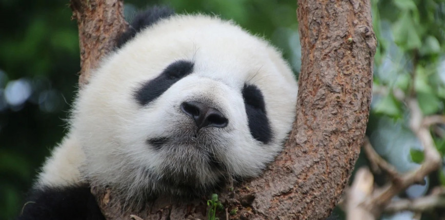 Chiny: panda wielka usunięta z listy gatunków zagrożonych wyginięciem