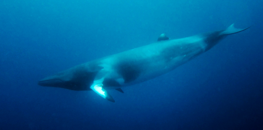 Londyn: uśpiono wieloryba, który utknął w Tamizie