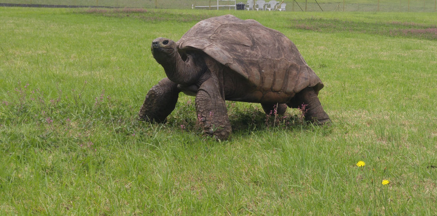 190-letni żółw Jonathan najstarszym zwierzęciem lądowym na świecie