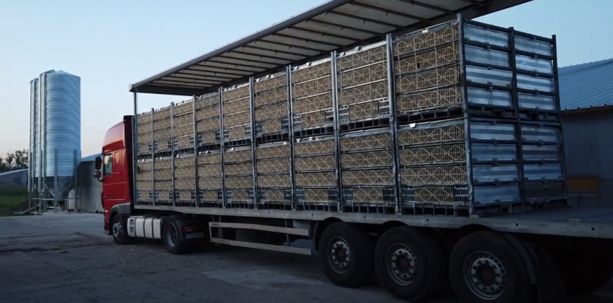 Niemcy: ciężarówka transportująca 6 tys. sztuk drobiu przewróciła się