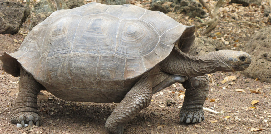 Wyspy Galapagos: odnaleziono nowy gatunek żółwia olbrzymiego