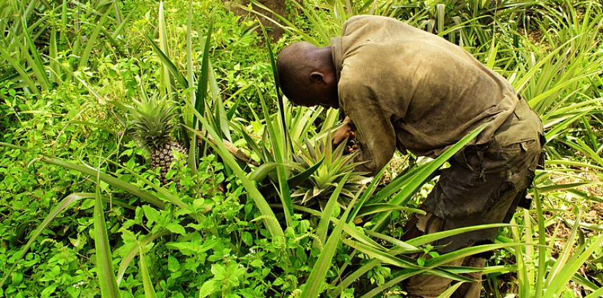 DR Konga: rebelianci zabili dziesiątki rolników