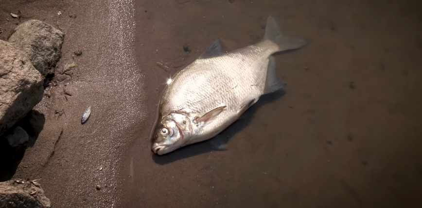 Łódzkie: śnięcie ryb w rzece Ner wywołała najprawdopodobniej tzw. przyducha