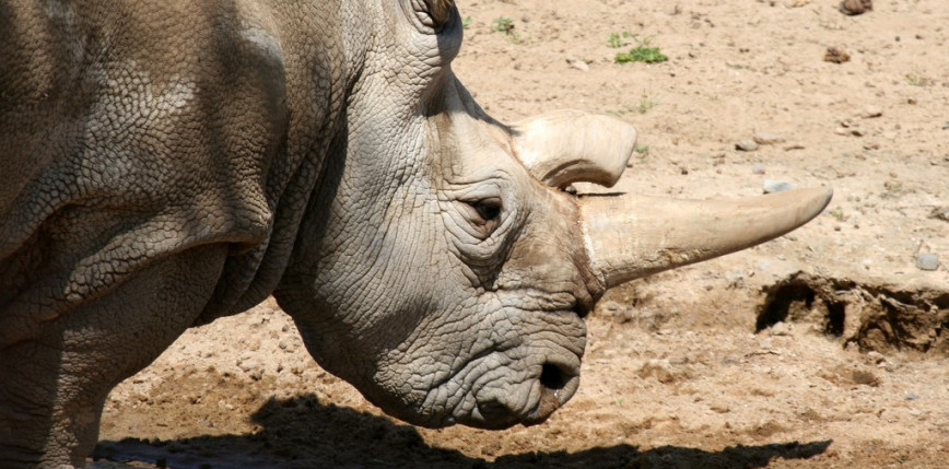 Wycofano z programu hodowlanego jednego z ostatnich nosorożców północnych