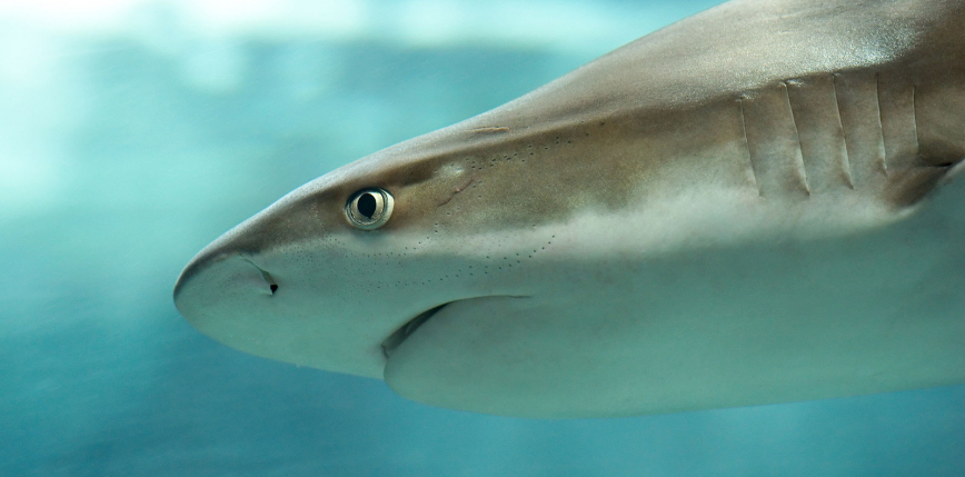 Australia: atak rekina w Rzece Łabędziej